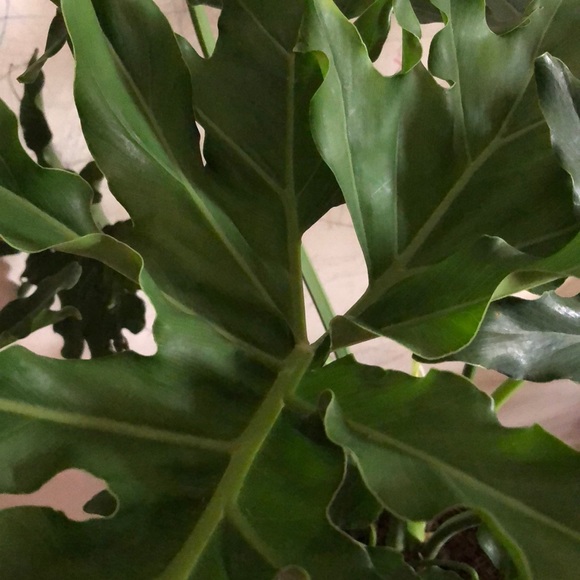 Meet your Posher, Leticia - Picture 1 of 1